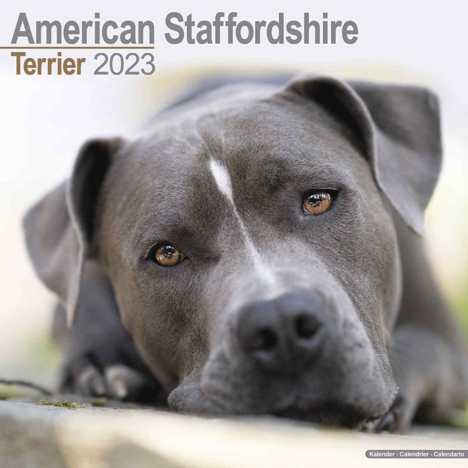 American Staffordshire Terrier Calendar Dog Breed Pet Prints Inc
